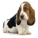 bassett hound puppy