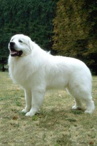 Great Pyrenees