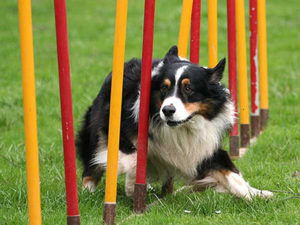 Border Collie