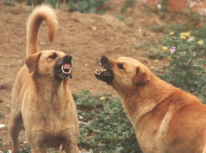 Male sales dog aggression