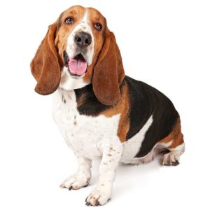 Basset Hound