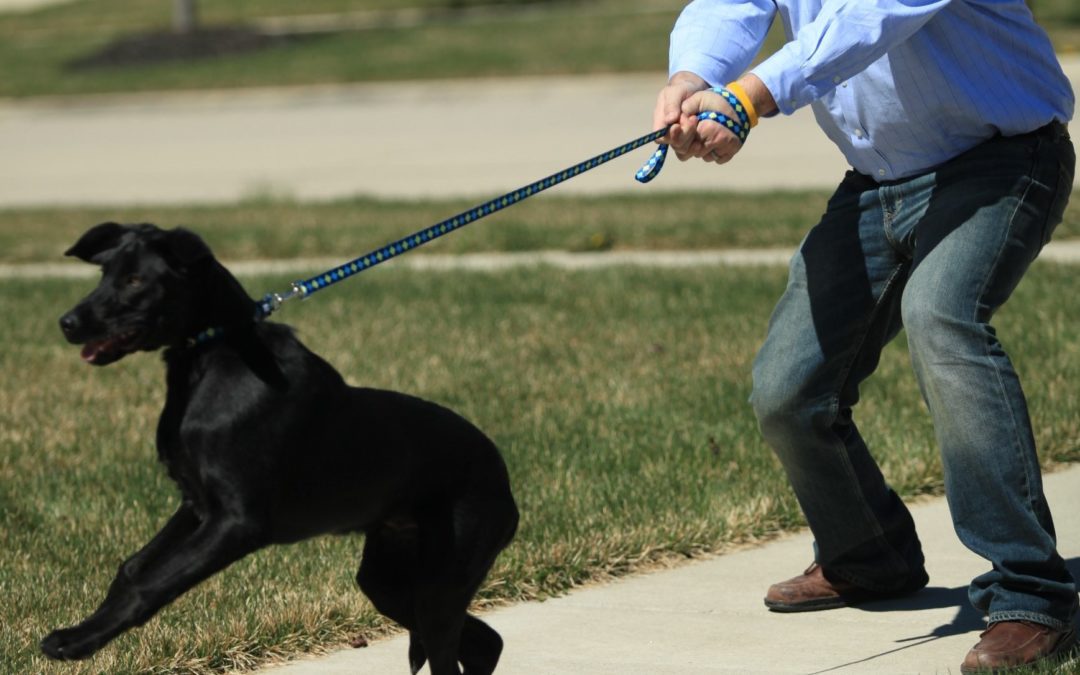 Try The Army Method To Get Your Dog To Stop Pulling On Leash The Right Way