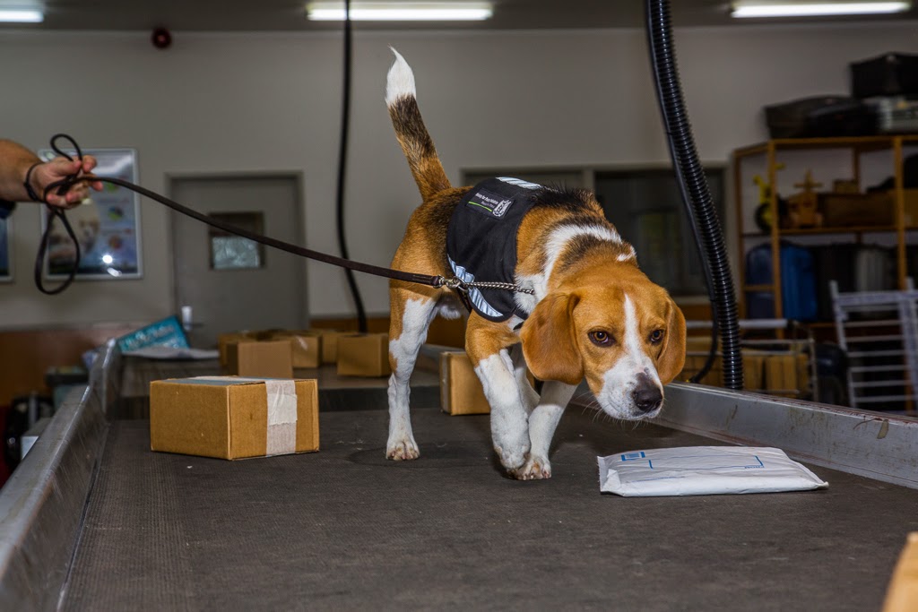 Working dog. Профессии собак. Бигль на службе. Современные профессии собак. Удивительные профессии собак.