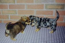 Yorkie X pups