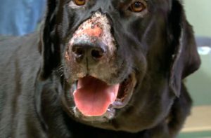 alabama rot symptoms