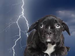 is your dog getting zapped?