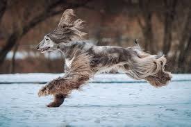 afghan hound