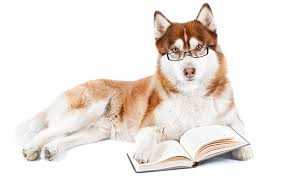 Is Your Dog Intelligent?