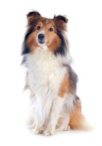 Shetland Sheepdog