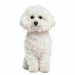 Bichon Frise