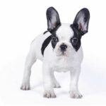 Boston Terrier