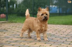 cairn guard dog