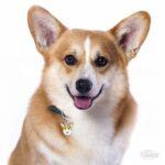 Cardigan Welsh Corgi