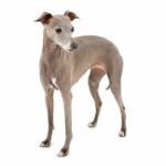 Italian Greyhound